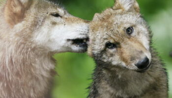 «L’abaissement de la protection du loup en Europe est une décision politique, infondée scientifiquement»