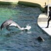 Le Marineland d’Antibes pourrait fermer en janvier 2025, le sort de ses orques toujours en suspens