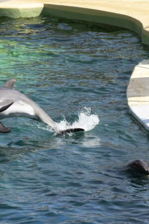 Le Marineland d’Antibes pourrait fermer en janvier 2025, le sort de ses orques toujours en suspens