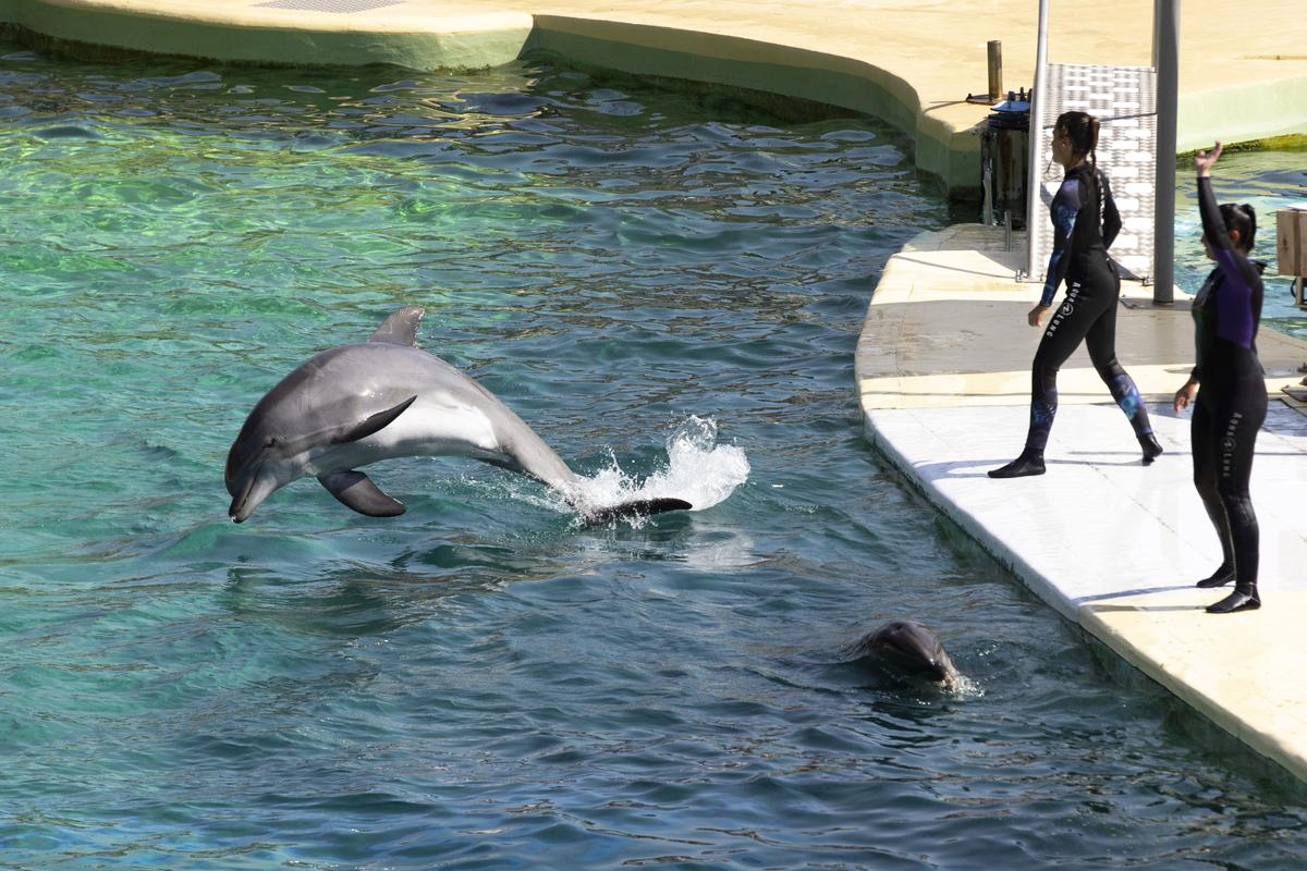 Le Marineland d’Antibes pourrait fermer en janvier 2025, le sort de ses orques toujours en suspens