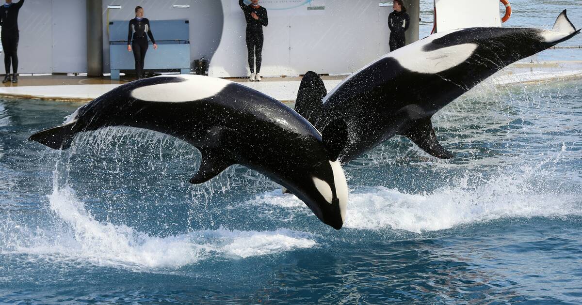 Fermeture du Marineland d’Antibes : que vont devenir les deux orques et les milliers d’animaux du plus grand parc marin d’Europe ?