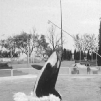 Marineland : le parc connu pour ses spectacles d'orques et de dauphins fermera ses portes en janvier