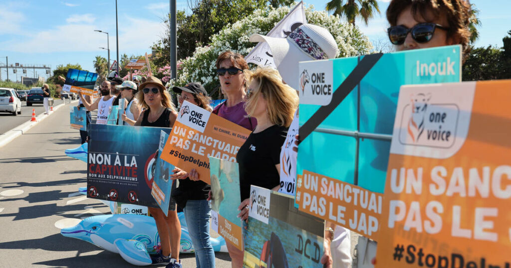 A Antibes, Marineland projette une «fermeture définitive» le 5 janvier liée à l’interdiction des spectacles de cétacés