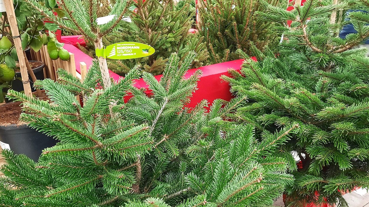 "Les sapins sont lourds" : une plateforme permet de trouver un livreur près de chez vous