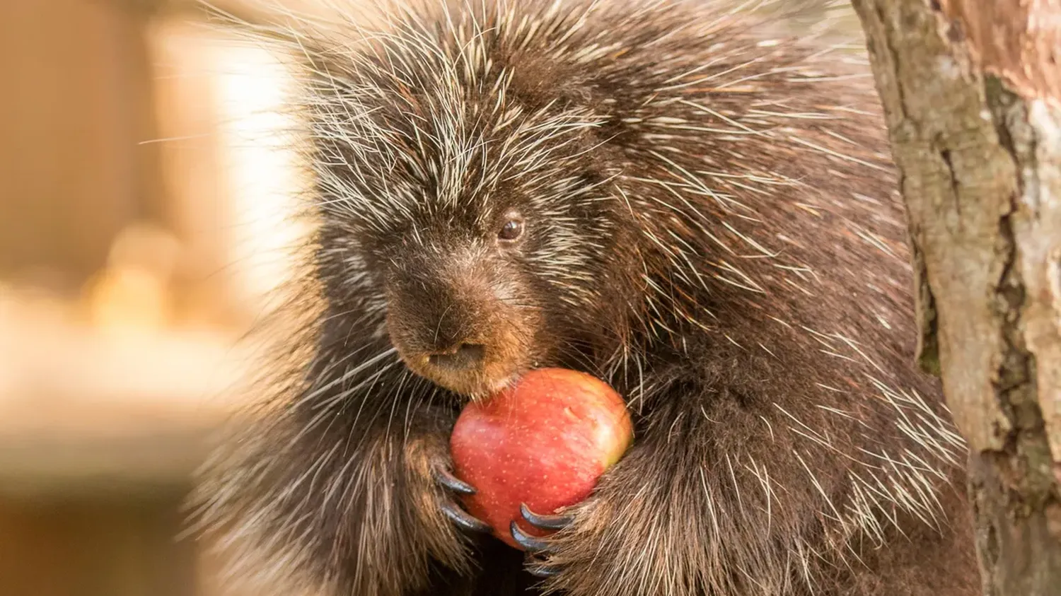 L'un des plus vieux porcs-épics d'Europe est mort, annonce le parc animalier de Sainte-Croix en Moselle