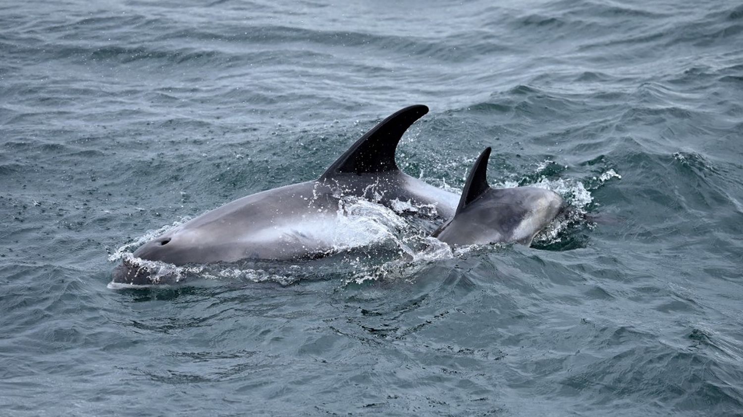 L'Islande autorise la chasse à la baleine jusqu'en 2029