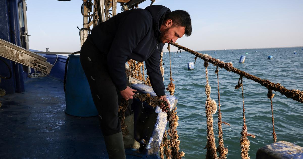 Pourquoi les moules disparaissent-elles dans le nord de la Grèce ?