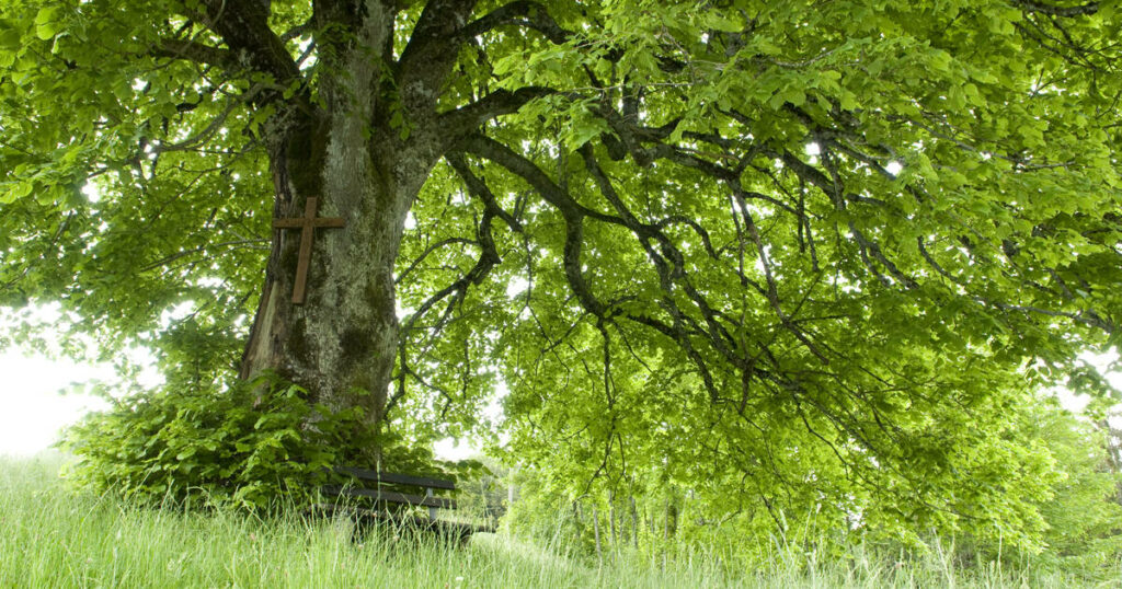 «Forêt de demain, c’est maintenant qu’il faut agir»