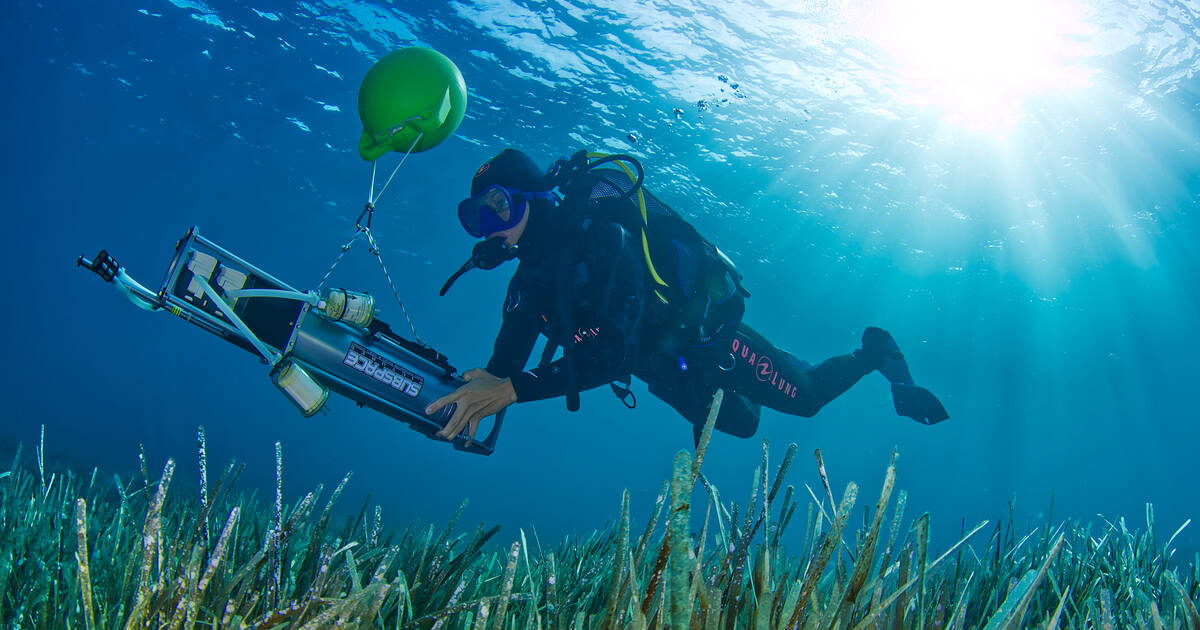 La faune marine de la Méditerranée révélée par son ADN