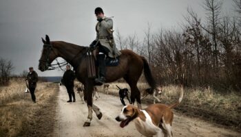 Chasse à courre : enquête interne ouverte après l'abattage suspect d'un cerf dans l'Orne