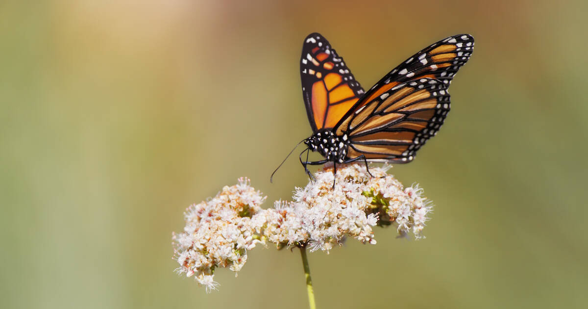 Le papillon monarque pourrait être bientôt mieux protégé aux Etats-Unis pour le sauver de l’extinction