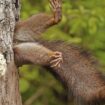 Siegerfoto der Comedy Wildlife Photography Awards: Eichhörnchen auf Tauchstation