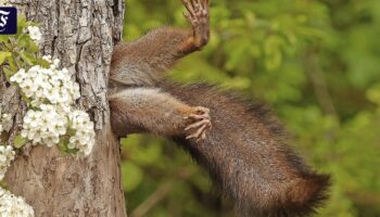 Siegerfoto der Comedy Wildlife Photography Awards: Eichhörnchen auf Tauchstation