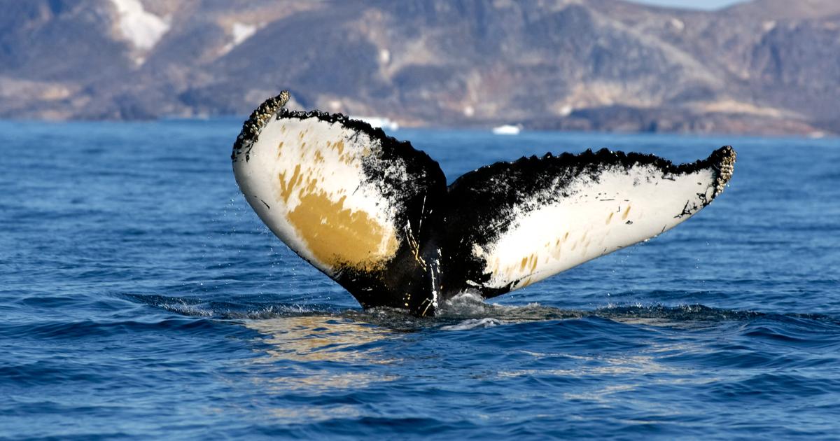 Une baleine globe-trotteuse parcourt 13 000 kilomètres et bat un record