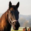 Bird flu could be spreading to horses undetected, study finds