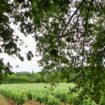 Vignes en Provence