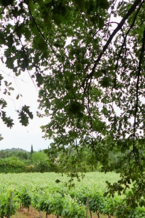 Vignes en Provence