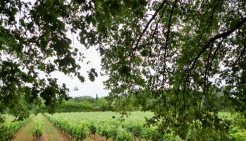 Vignes en Provence