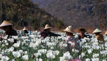 Avec la guerre civile, la production d’opium baisse en Birmanie