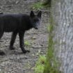 L'Etat autorise à abattre jusqu'à 192 loups en 2025, les éleveurs dénoncent un "abandon" face aux attaques de troupeaux