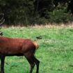 Dans l’Orne, l'indignation après la mise à mort d'un cerf lors d'une chasse à courre