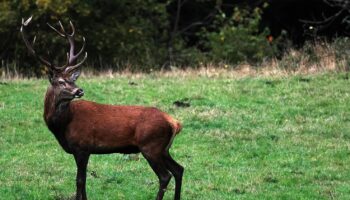 Dans l’Orne, l'indignation après la mise à mort d'un cerf lors d'une chasse à courre