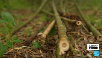 Des agriculteurs optent pour le bambou et revendent leurs certificats CO2 à des industriels