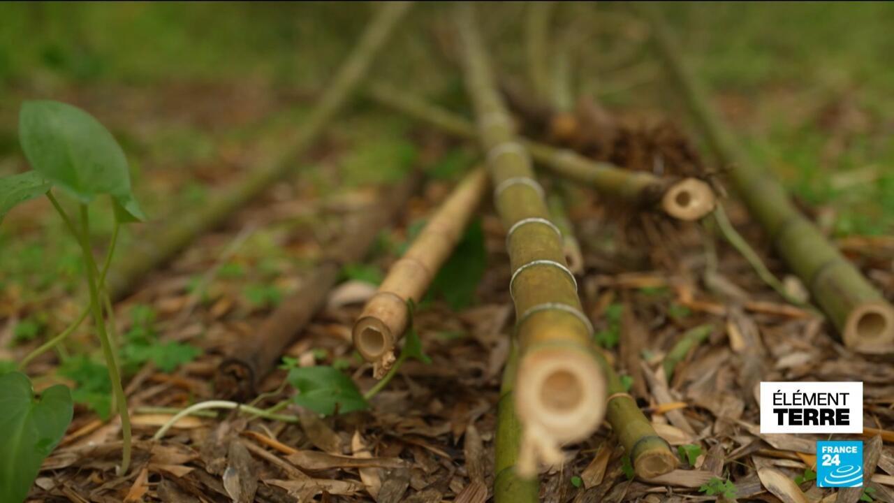 Des agriculteurs optent pour le bambou et revendent leurs certificats CO2 à des industriels