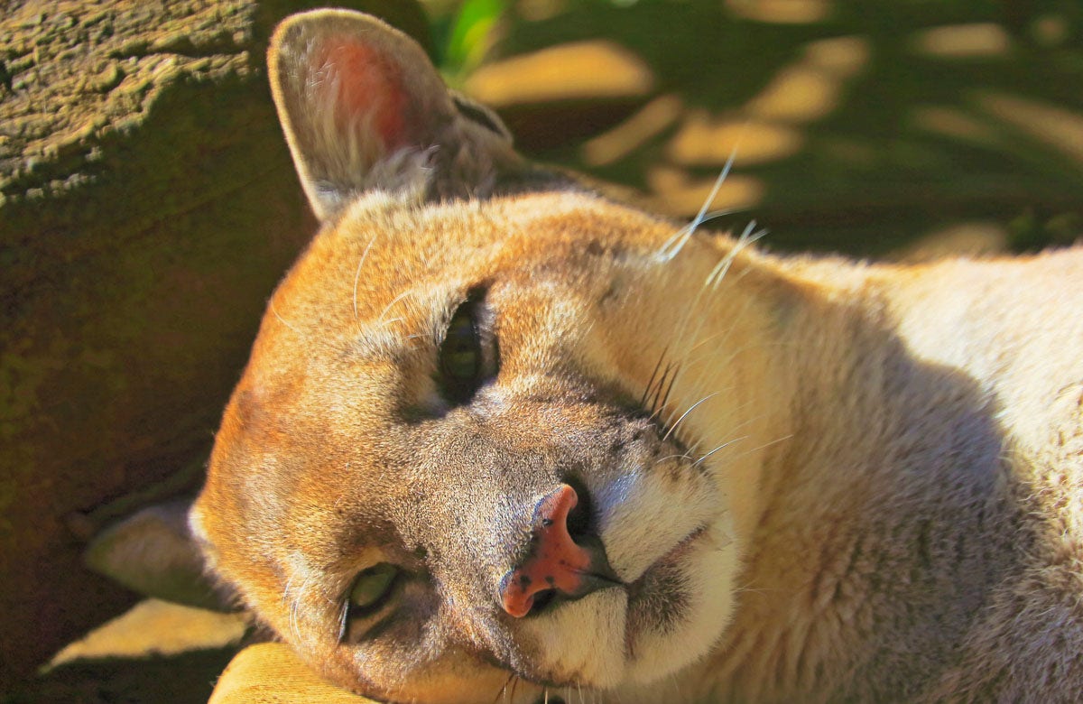 Bird flu causes deaths of cats and zoo animals as virus spreads in US