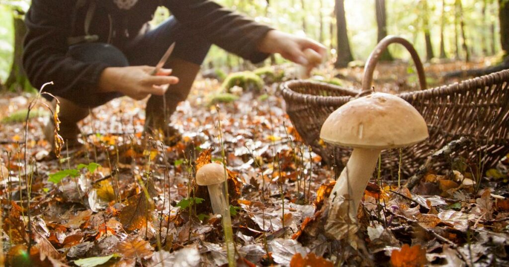 Les applications pour cueilleurs de champignons fleurissent en France, les intoxications aussi