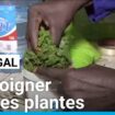 Sénégal : se soigner par les plantes, comment garantir la qualité des soins ?