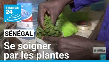 Sénégal : se soigner par les plantes, comment garantir la qualité des soins ?