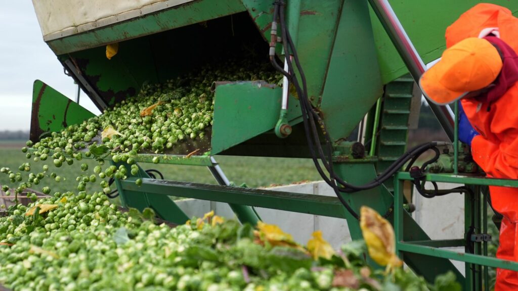 Brussels sprouts being harvested at TH Clements in Lincolnshire. Pic: PA