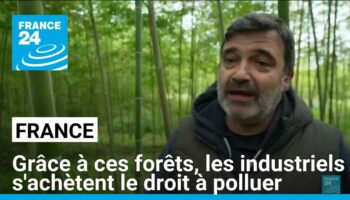 Ces agriculteurs français plantent des bambous pour vendre aux industriels le droit de polluer