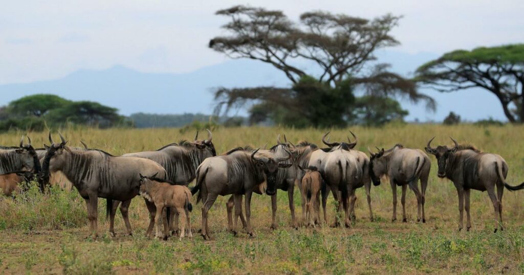 Au Kenya, derrière le succès des réserves, les femmes laissées-pour-compte