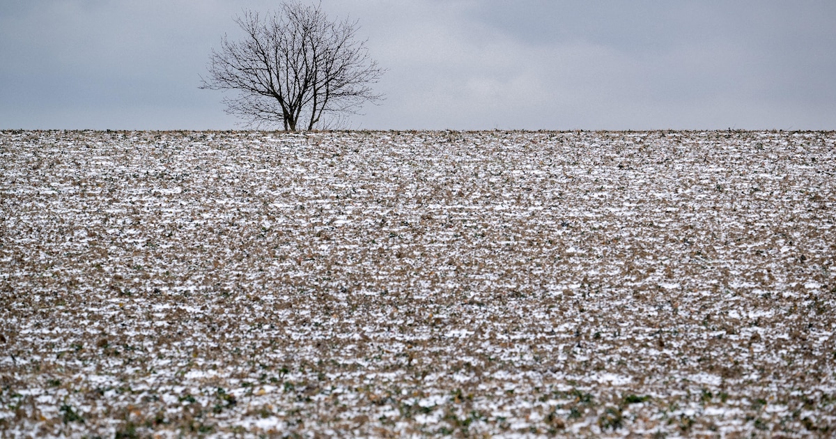 Un champ couvert par une fine couche de neige le 8 janvier 2024 à Reiningue, dans l'est de la France