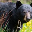 A hunter in Virginia died after a bear in a tree was shot, fell on him: authorities