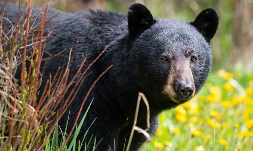 A hunter in Virginia died after a bear in a tree was shot, fell on him: authorities