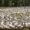 Suspicion de listeria dans un lot de foie gras Delpeyrat : les résultats du laboratoire sont négatifs