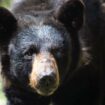 Aux États-Unis, un chasseur meurt écrasé par un ours qu’un autre chasseur venait d’abattre