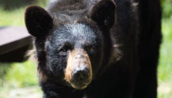 Aux États-Unis, un chasseur meurt écrasé par un ours qu’un autre chasseur venait d’abattre