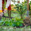 Voici les travaux à faire au jardin en décembre pour avoir de jolies plantes au printemps