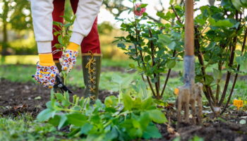 Voici les travaux à faire au jardin en décembre pour avoir de jolies plantes au printemps