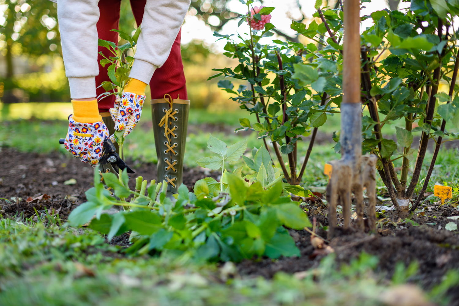 Voici les travaux à faire au jardin en décembre pour avoir de jolies plantes au printemps