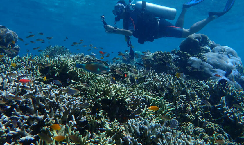 L’Albatros hurleur : dans les eaux des coraux du futur