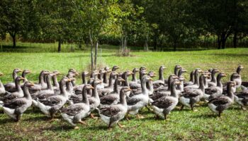 La France va-t-elle devoir faire ses adieux au foie gras ?