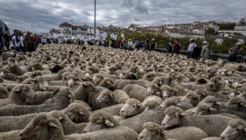 Selon les chiffres de la préfecture, les attaques de loup ont bien augmenté de 4,6% au niveau national, engendrant une hausse des victimes de 10,6%, principalement dans les territoires où le loup est nouvellement présent