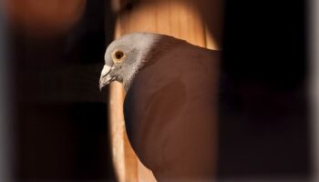 Tendres, lettrés, rêveurs : quand la science dit son amour des pigeons