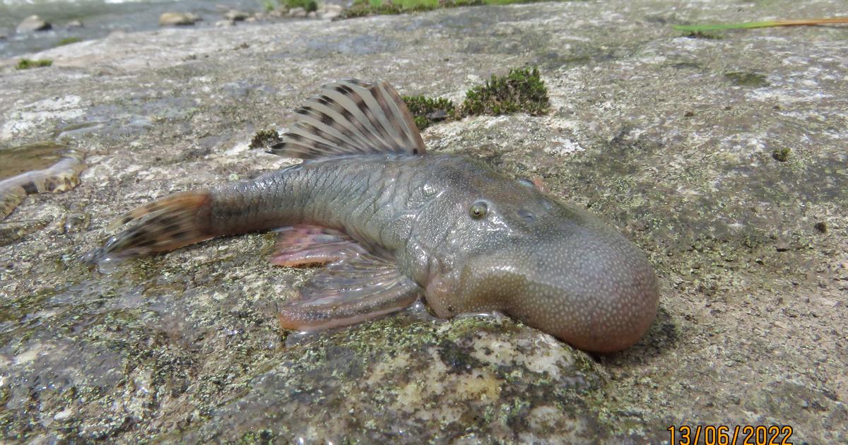 Souris semi-aquatique et salamandre arboricole : 27 nouvelles espèces découvertes au Pérou