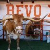 Texas football mascot Bevo barred from sidelines of upcoming CFP game, organizers say